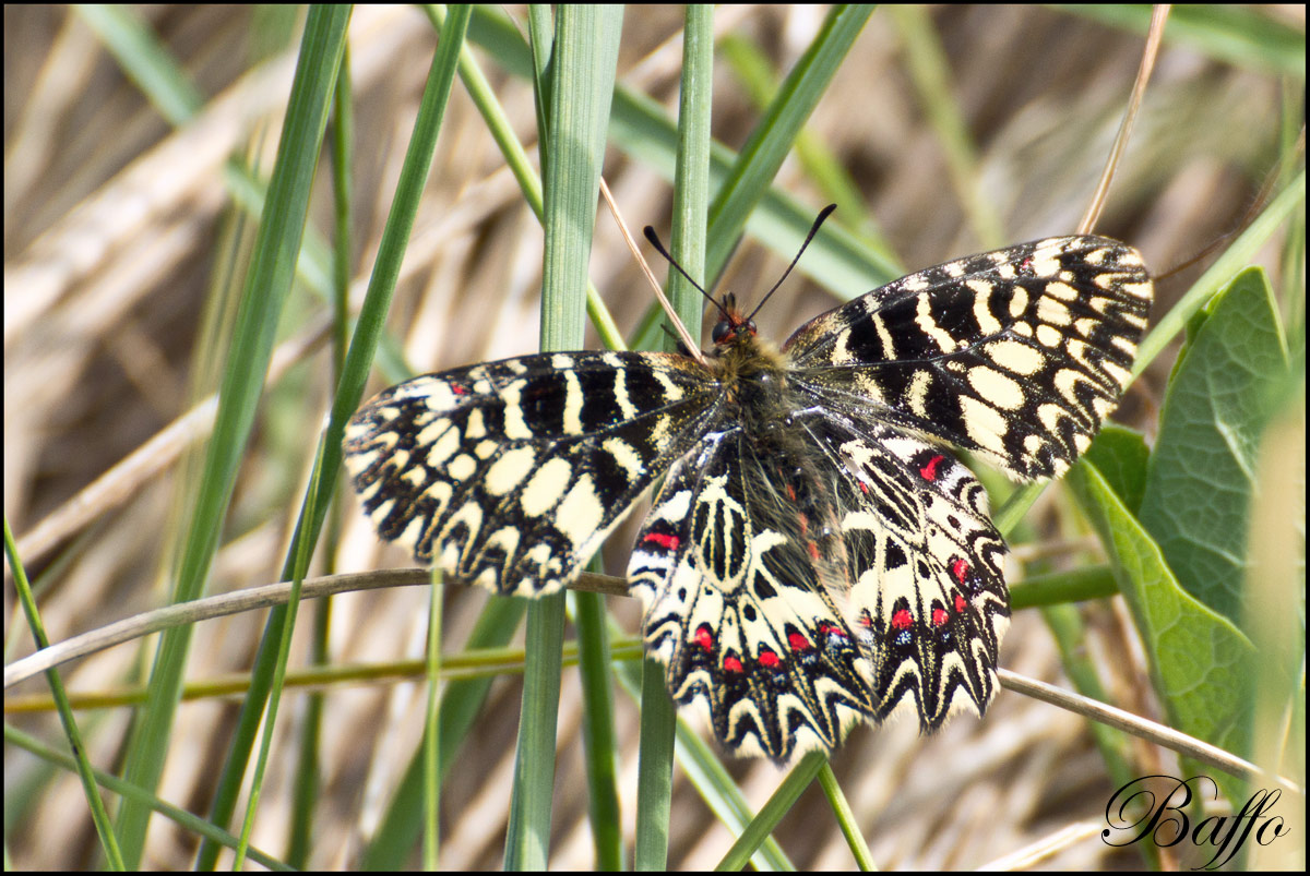 Zerynthia hypsipyle?